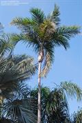 BITTER COCONUT